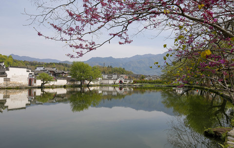 安徽黄山：春染宏村景如画
