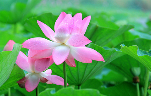 雨打荷 花满塘